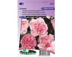 Sluis Garden - Tuinanjer, Anjer Chabaud La France (Dianthus)