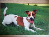 Deurmat 40x60 Jack Russel Terrier Wit Bruin