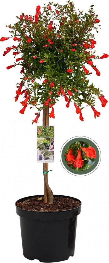 Granaatappel op stam - Punica Granatum Nana - 85 cm | bol