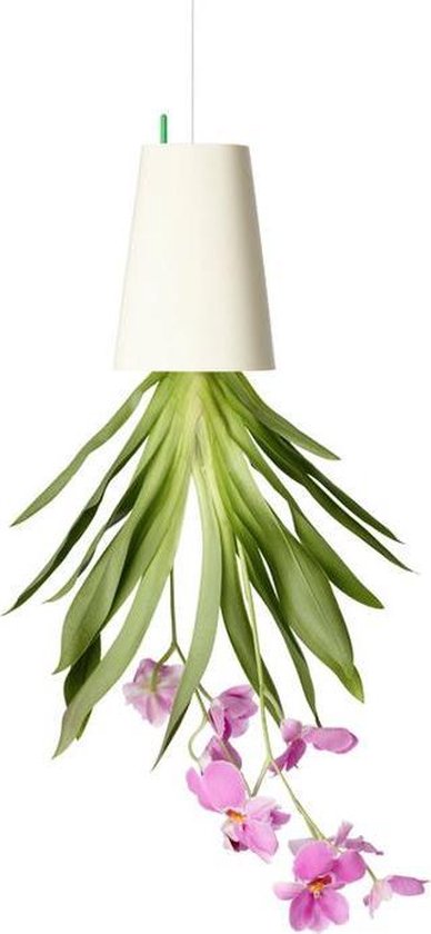 olivenbaum karlsruhe Olivenbaum 18 Jahre, 170cm  toskanagartenshop