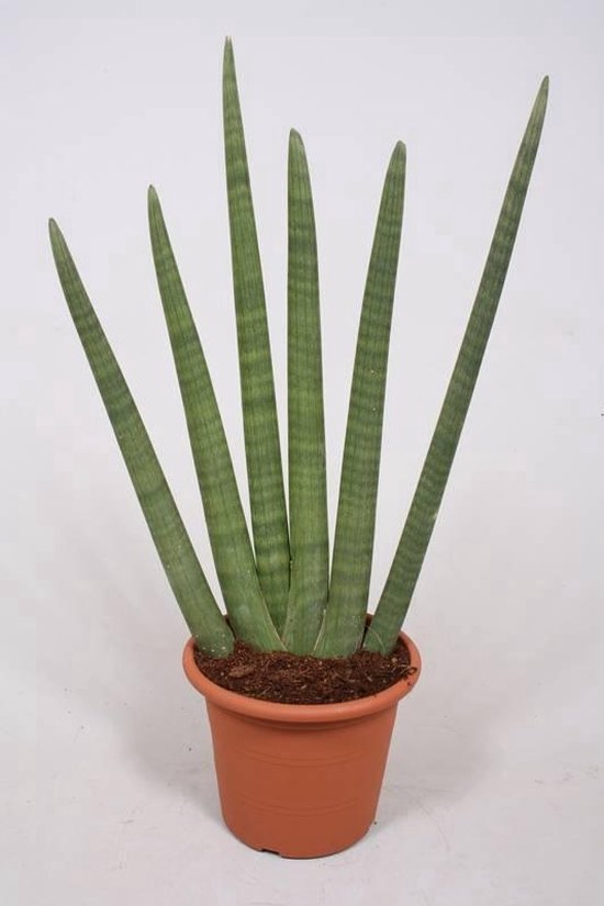 Sansevieria Cylindrica Handshake | bol