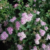 3 Stuks Spiraea japonica 'Little Princess' - Spierstruik - P14