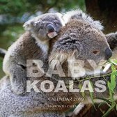 Baby Koalas Calendar 2019