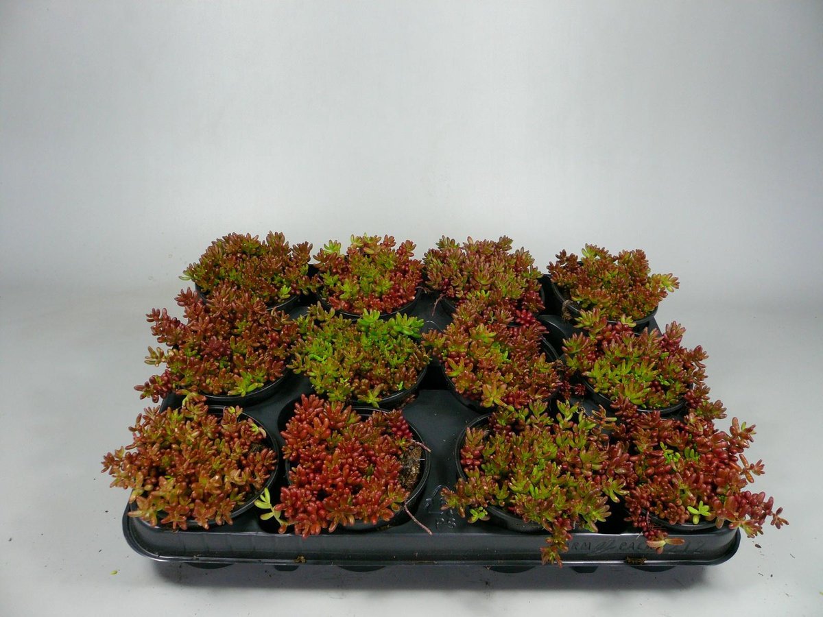 Sedum - Coral Carpet - 12 stuks (9cm, rotsplanten) - Rotsplantenshop