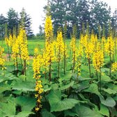 6 x Ligularia Stenocephala 'The Rocket' - Grijsaard - Pot 9x9cm - Opvallende bloemen, vochtminnend