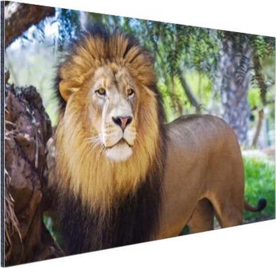 Lion mâle debout Aluminium 30x20 cm - petit - Tirage photo sur aluminium (décoration murale en métal)