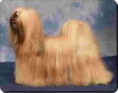 Lhasa apso Muismat