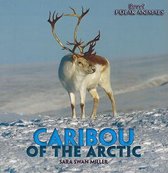 Caribou of the Arctic