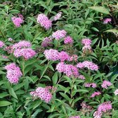 Spiraea Japonica 'Genpei' (= 'Shirobana') - Spierstruik 20-25 cm pot