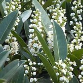 Prunus Laurocerasus 'Otto Luyken' - Laurierkers 30-40 cm pot