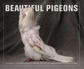 Beautiful Pigeons