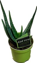 Gardenmarketplace Kamerplanten Aloë Vera, 1 Stuks, Klein