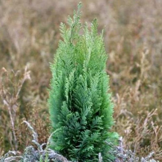 Een jonge, groene schijncypres met een smalle, conische vorm. De naalden zijn fijn en dicht opeengepakt. De achtergrond is wazig en bruin.