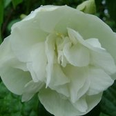 Philadelphus 'Manteau D'Hermine' - Boerenjasmijn - 40-50 cm in pot: Compacte struik met dubbele, geurende witte bloemen.