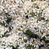 Olearia Haastii - Madeliefjesstruik - 30-40 cm in pot: Struik met witte madeliefjesachtige bloemen, winterhard.