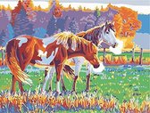 Schilderen op nummer bruin en wit paard 40 x 50 cm