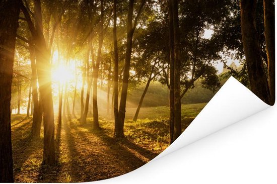 Le soleil d'automne se lève sur une forêt sombre Poster 120x80 cm - Tirage photo sur Poster (décoration murale salon / chambre)