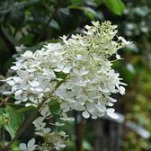 Hydrangea Paniculata 'Kyushu' - Pluimhortensia 40-50 cm pot