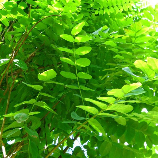Robinia Pseud. 'Umbraculifera' - Robinier faux acacia - Arbre Tige 10-12 cm  Racines nues | bol.com