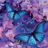 Butterfly Card 1