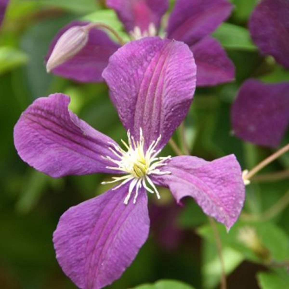 Clematis 'Etoile Violette' - Bosrank 50-60 cm in pot