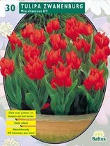 2 stuks Baltus Tulipa Praestans Zwanenburg per 30