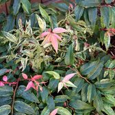 Leucothoe Fontanesiana 'Rainbow' - Druifheide - 20-30 cm pot: Struik met kleurrijk blad dat door het jaar verandert.