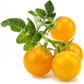 Click & Grow Navulling Gele Tomaten 3 Stuks