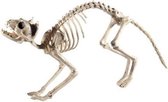 Halloween - Kat/poes skelet halloween/horror decoratie 60 cm