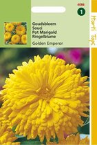 Hortitops Zaden - Calendula Officinalis Golden Emperor Goudgeel