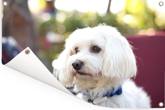 Affiche de jardin mignon chien maltais 180x120 cm - Toile de jardin / Toile d'extérieur / Peintures d'extérieur (décoration de jardin) XXL / Groot format!