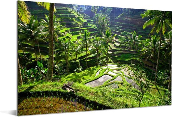 Aluminium schilderij 30x20 cm - Wanddecoratie metaal - Spectaculaire rijstvelden ten noorden van Ubud - Metalen muurdecoratie woonkamer - Decoratie industrieel - Foto op dibond - Industriële accessoires slaapkamer