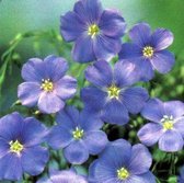 6 x Linum Perenne 'Saphir' - Overblijvend Vlas pot 9x9cm - Sierlijk overblijvend vlas met blauwe bloemen en smal blad