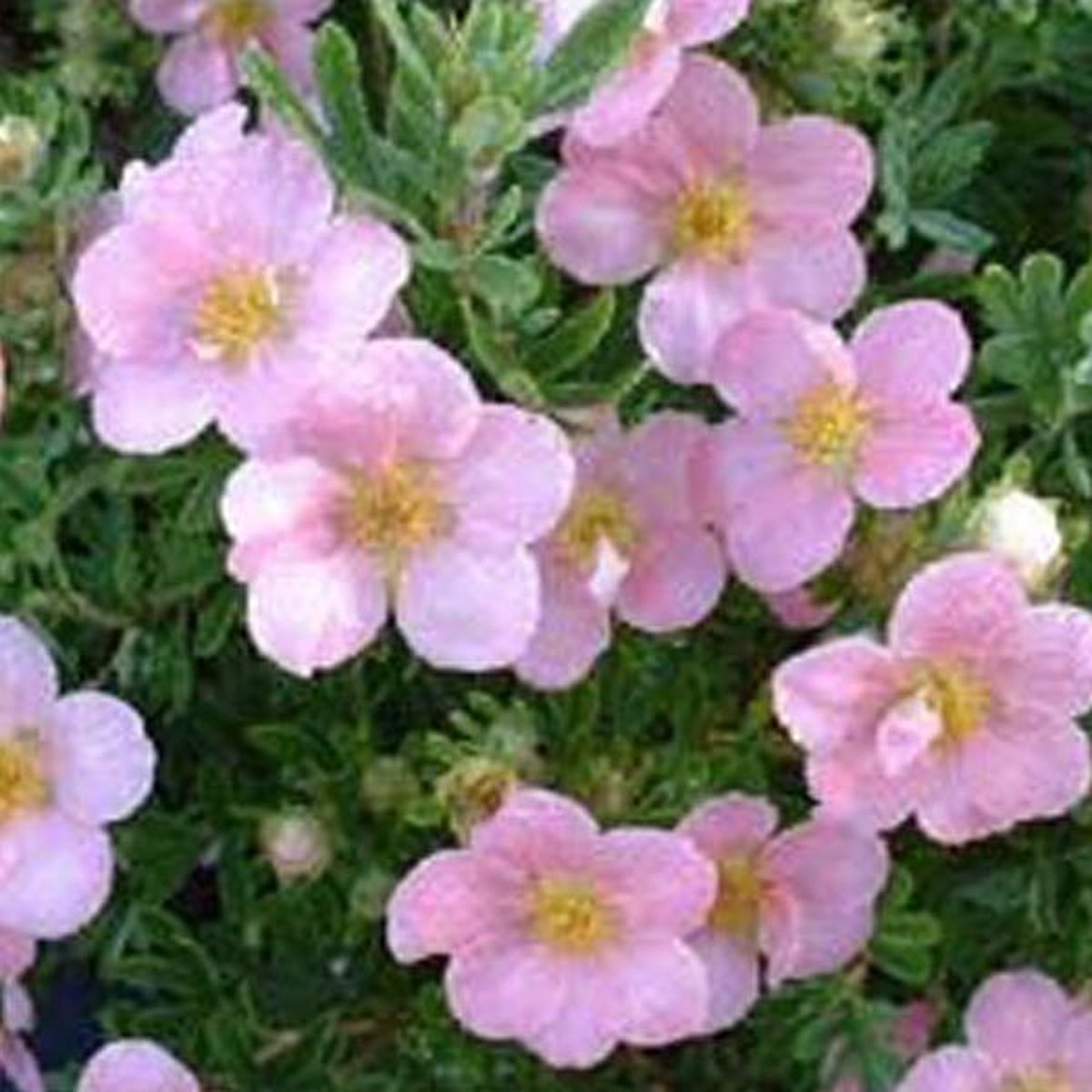 Potentilla Fruticosa Lovely Pink - Ganzerik|Vijfvingerkruid 25-30 cm in pot