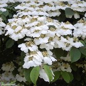 Viburnum Plicatum 'Lanarth' - Japanse sneeuwbal 40-60 cm pot