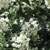 Escallonia 'Iveyi' - Escallonia - 30-40 cm pot: Groenblijvende struik met witte bloemen in de zomer.