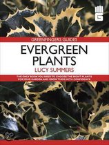 Evergreen Plants