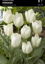 50 x Tulp Purissima