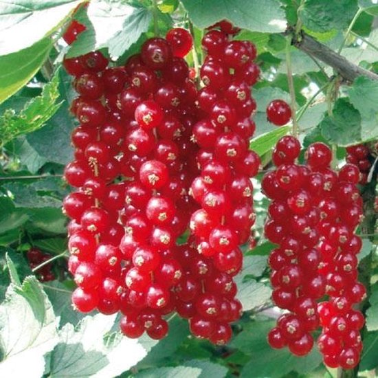 Rode Bes - Rovada - kleinfruit - bessenstruik - plant - eigen fruit kweken  | bol.com