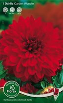 Dahlia Decoratief Bloembol - Garden Wonder - Rood