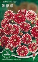 Dahlia Decoratief Bloembol - Park Little Tiger - Rood/Wit