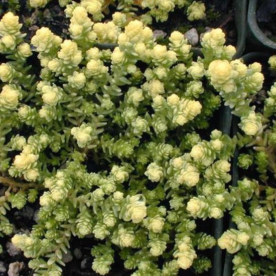 Sedum Acre 'Elegans' met kleine, groengele, opgerolde blaadjes.