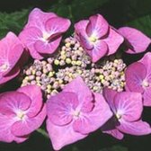 Hydrangea 'Teller Rose' - Hortensia - 25-30 cm in pot: Hortensia met grote roze bloemschermen, verkleurt in zure grond.