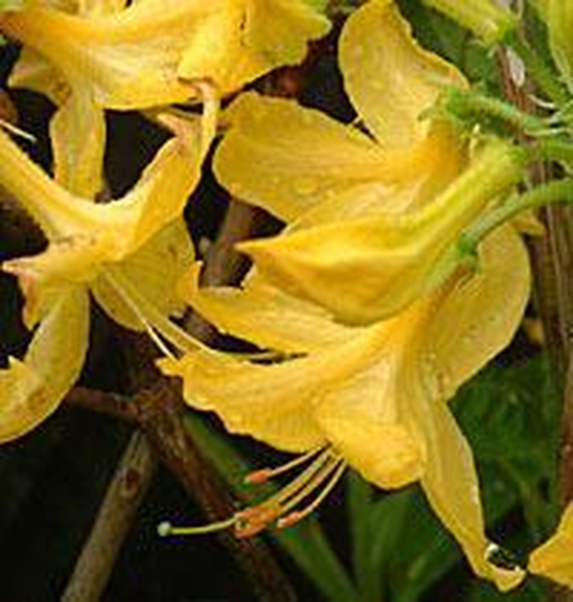 xAzalea Knaphill Geel - Azalea 40-50 cm pot
