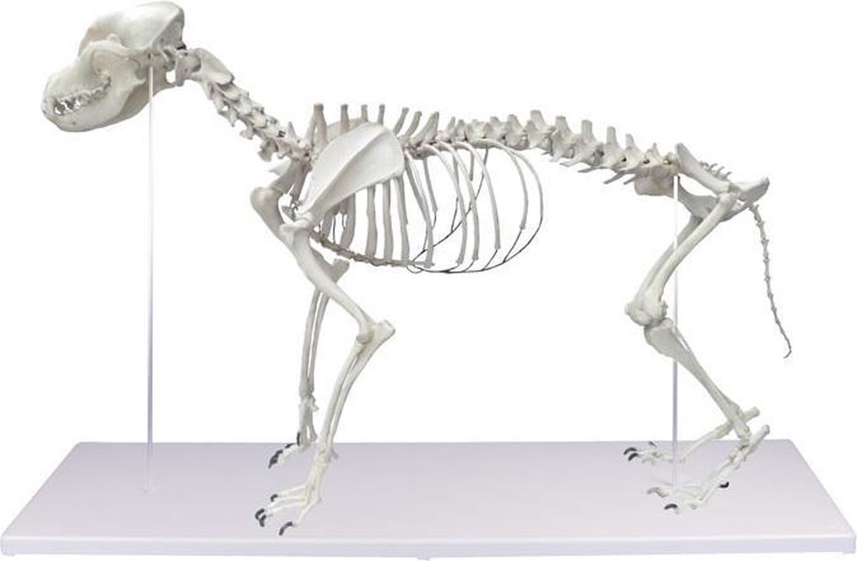 Anatomie model skelet hond Boris (90x16x65 cm) | bol.com
