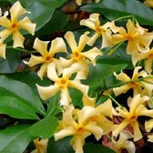 3 x jasmin 'Star of Toscane' - Jasmin jaune de Toscane : obtenez 3, payez 2 ! | 3 x plantes grimpantes de jasmin 'Star of Toscane' pour haie fleurie de 1 mètre d'étirement - Fleurs jaunes - à feuilles persistantes | 3 x Pots de 1,5 litre