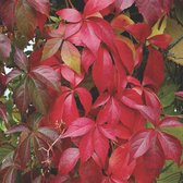 Parthenocissus Quinquefolia - Wilde wingerd - 50-60 cm pot: Klimplant met spectaculaire herfstkleuren, ideaal voor gevels.