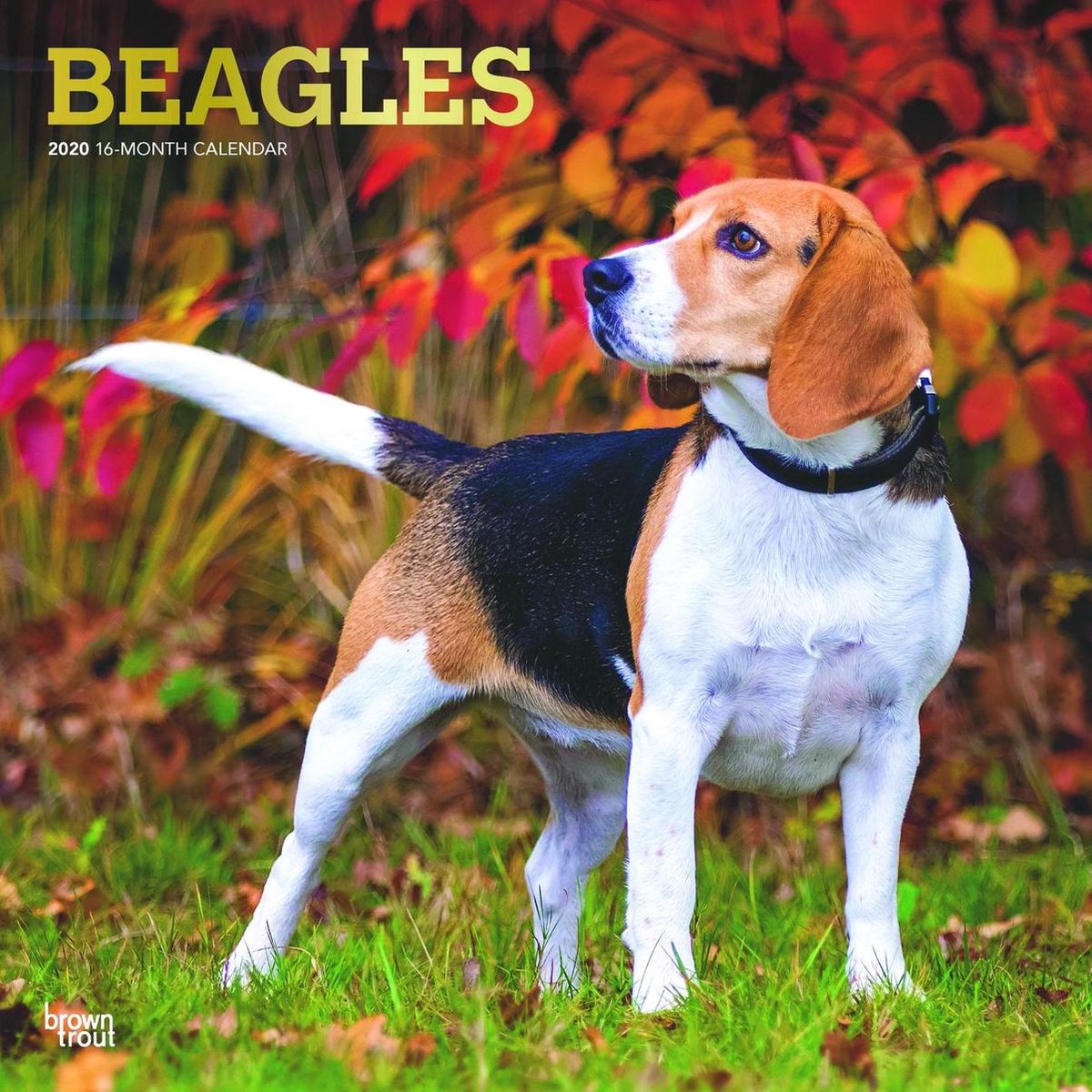 Beagles 2020 18 maandenkalender