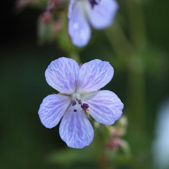 6 x Geranium Pratense 'Mrs Kendall Clark' - Ooievaarsbek pot 9x9cm - Blauwe bloemen