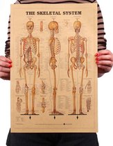 Skelet Poster - Anatomie - Menselijk Lichaam - Educatief - Gedetailleerd - 42x29 CM